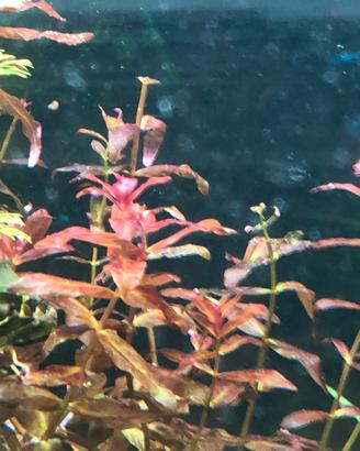 Piante Acquario d’acqua dolce