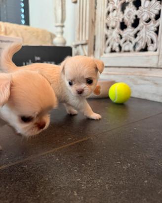 Cuccioli di Chihuahua
