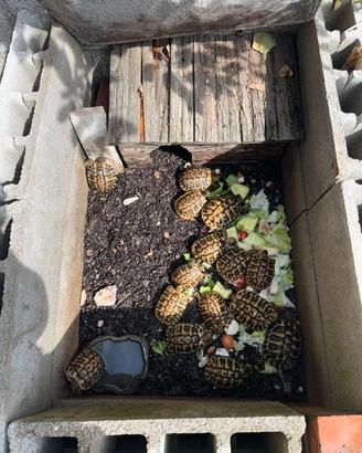Tartaruga di terra Testudo Hermanni