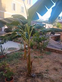pianta di banano musa acuminata
