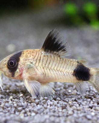 Pesci tropicali da fondo Corydoras