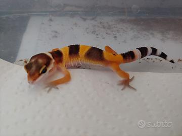 Baby geco leopardino