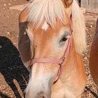 Cavalla Haflinger