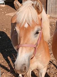 Cavalla Haflinger