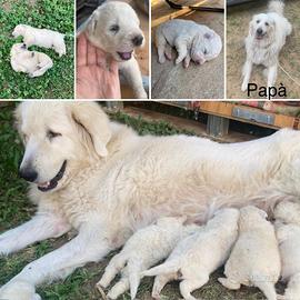 Cuccioli cane Maremmano