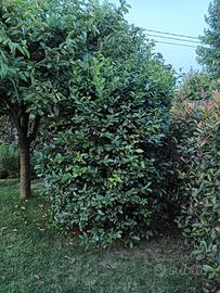 Rami e foglie di alloro