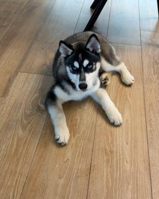 Siberian husky con pedigree