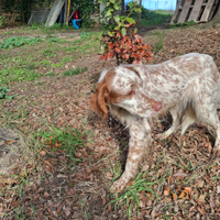 Cane, setter