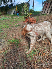 Cane, setter