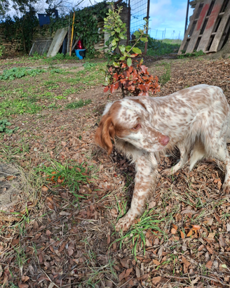 Cane, setter