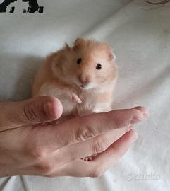 Criceti Europei D'angora