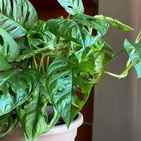 (Talee) Monstera adansonii - Monkey mask talee