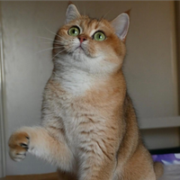 British shorthair golden per monta