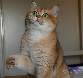 British shorthair golden per monta