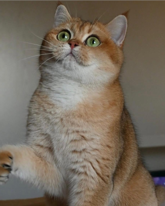 British shorthair golden per monta