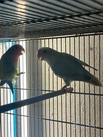 Coppia inseparabili garantita