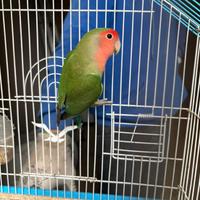 Inseparabili rosecollins