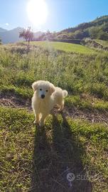 Cuccioli maremmano Pirenei