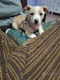 Mia, dolcissima cucciola di 6 mesi