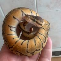 Pinstripe enchi pastel het DG maschio 2023