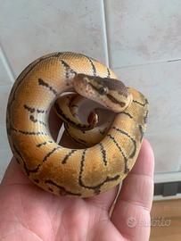 Pinstripe enchi pastel het DG maschio 2023