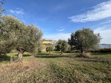 TER. AGRICOLO A MOSCIANO SANT'ANGELO