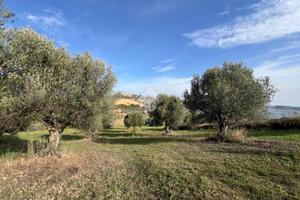 TER. AGRICOLO A MOSCIANO SANT'ANGELO