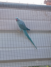 Parrocchetto dal collare