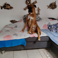 Yuko boxer disponibile per fidanzata