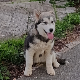 Alaskan malamute