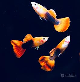 Guppy - Lebistes