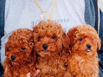 Cuccioli barboncino Toy