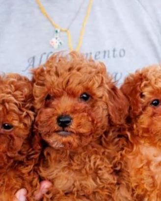 Cuccioli barboncino Toy