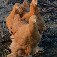 Galline ornamentali cocincina gigante