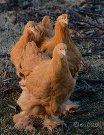 Galline ornamentali cocincina gigante