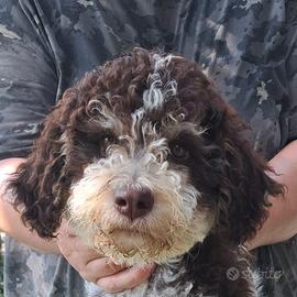 Lagotto romagnolo cucciolo