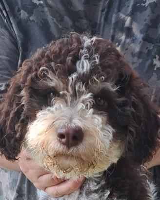 Lagotto romagnolo cucciolo
