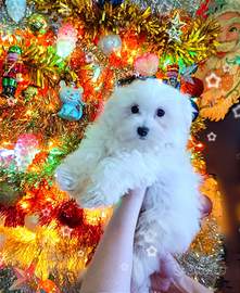 Maltesi Cuccioli taglia Mini Maschio e Femmina