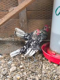 GRATIS Pulcinotti gallina Sebright