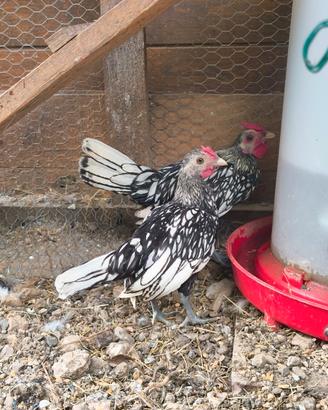 GRATIS Pulcinotti gallina Sebright