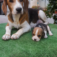 Beagle che Elisabeth