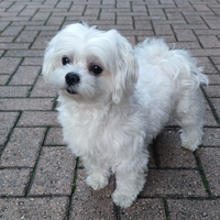 Cane Maltese per Monta