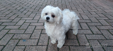 Cane Maltese per Monta