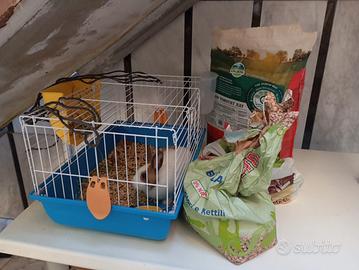 Coniglio olandese nano