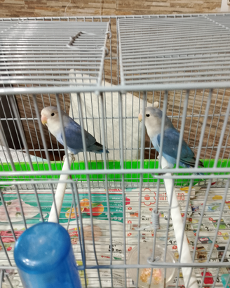 Animali