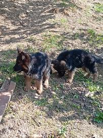 cuccioli di pastore tedesco