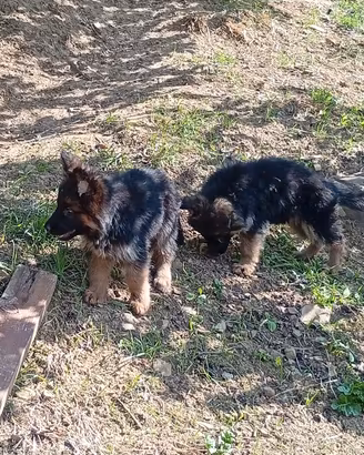 cuccioli di pastore tedesco