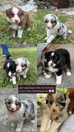 Pastori australiani con pedigree