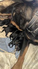 Cuccioli rottweiler