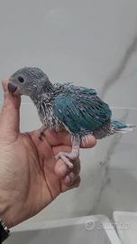 Pulli parrocchetti dal collare